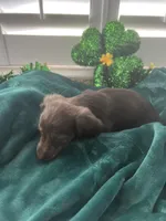 AKC Boy - Hershey- Chocolate Brindle, a male Miniature Dachshund for sale in DeLand, FL – Photo 5 of 5