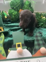 AKC Boy - Aladdin, a male Miniature Dachshund for sale in DeLand, FL – Photo 2 of 3