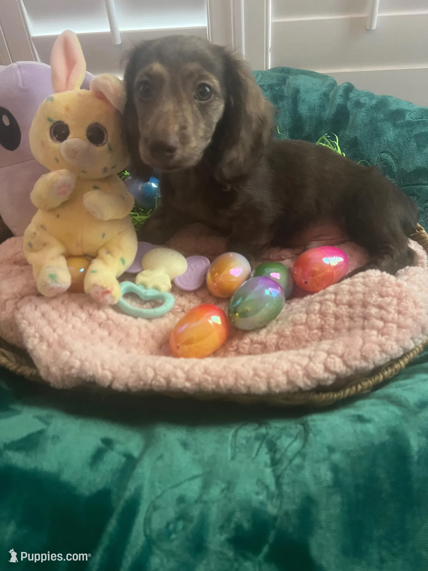 AKC Boy - Hershey- Chocolate Brindle – Miniature Dachshund puppy for sale in DeLand, FL