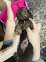 AKC Boy - Aladdin, a male Miniature Dachshund for sale in DeLand, FL – Photo 1 of 3