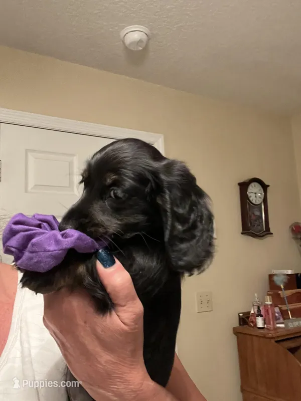 AKC girl - Roxy LH black with tan brindle points – Miniature Dachshund puppy on hold in DeLand, FL