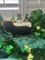 AKC Boy - Prince Charming, a male Miniature Dachshund for sale in DeLand, FL – Photo 4 of 4