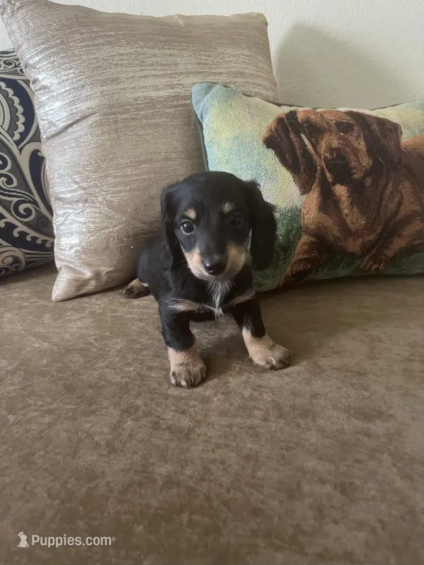 AKC Boy - Prince Charming