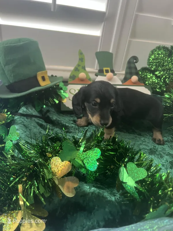 AKC Boy - Prince Charming