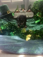 AKC Boy - Prince Charming, a male Miniature Dachshund for sale in DeLand, FL – Photo 3 of 4