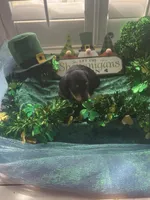 AKC Boy - Prince Charming, a male Miniature Dachshund for sale in DeLand, FL – Photo 2 of 4