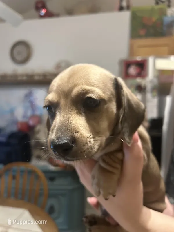 SH Chiweenie-Boy -Bubba – Chiweenie puppy for sale in DeLand, FL