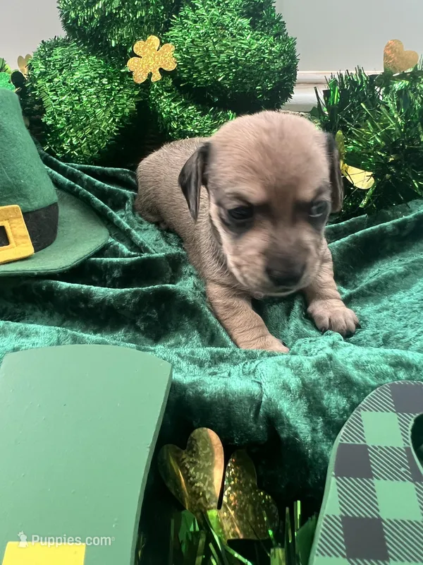 SH Chiweenie-Boy -Bubba, a male Chiweenie for sale in DeLand, FL – Photo 1 of 2