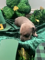 SH Chiweenie-Boy -Bubba, a male Chiweenie for sale in DeLand, FL – Photo 2 of 2
