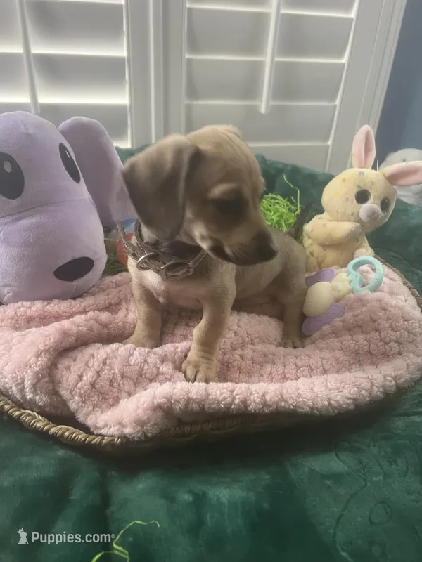 SH Chiweenie Girl -Pepper – Chiweenie puppy for sale in DeLand, FL