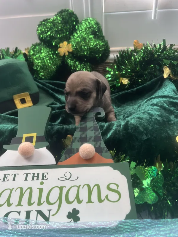 SH Chiweenie Girl -Pepper, a female Chiweenie for sale in DeLand, FL – Photo 1 of 2