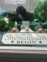 AKC Boy - Gaston, a male Miniature Dachshund for sale in DeLand, FL – Photo 5 of 5