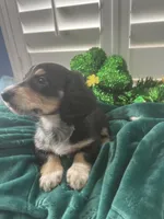 AKC Boy - Gaston - Black and Cream Piebald, a male Miniature Dachshund for sale in DeLand, FL – Photo 1 of 8
