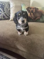 AKC Boy - Gaston - Black and Cream Piebald, a male Miniature Dachshund for sale in DeLand, FL – Photo 8 of 8