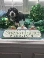 AKC Boy - Gaston, a male Miniature Dachshund for sale in DeLand, FL – Photo 3 of 5