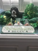 AKC Boy - Gaston, a male Miniature Dachshund for sale in DeLand, FL – Photo 2 of 5