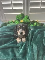 AKC Boy - Gaston - Black and Cream Piebald, a male Miniature Dachshund for sale in DeLand, FL – Photo 2 of 8