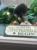 AKC Boy - Gaston, a male Miniature Dachshund for sale in DeLand, FL – Photo 4 of 5