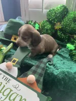 AKC Girl - Nala, a female Miniature Dachshund for sale in DeLand, FL – Photo 3 of 4