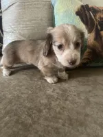 AKC Girl - Nala- Shaded Cream Piebald, a female Miniature Dachshund for sale in DeLand, FL – Photo 3 of 6