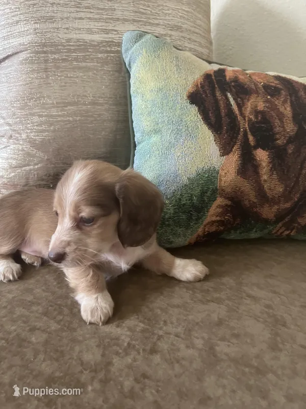 AKC Girl - Nala- Shaded Cream Piebald
