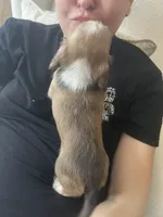 AKC Girl - Nala, a female Miniature Dachshund for sale in DeLand, FL – Photo 2 of 4