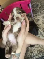 LH Chiweenie Girl- Darla, a female Chiweenie for sale in DeLand, FL – Photo 2 of 2