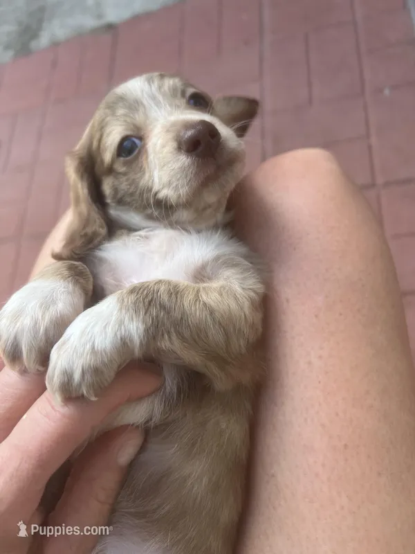 LH Chiweenie Girl- Darla