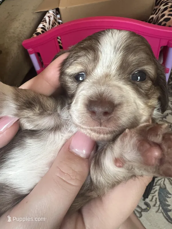 LH Chiweenie Girl- Darla, a female Chiweenie for sale in DeLand, FL – Photo 1 of 2