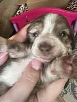 LH Chiweenie Girl- Darla, a female Chiweenie for sale in DeLand, FL – Photo 1 of 2