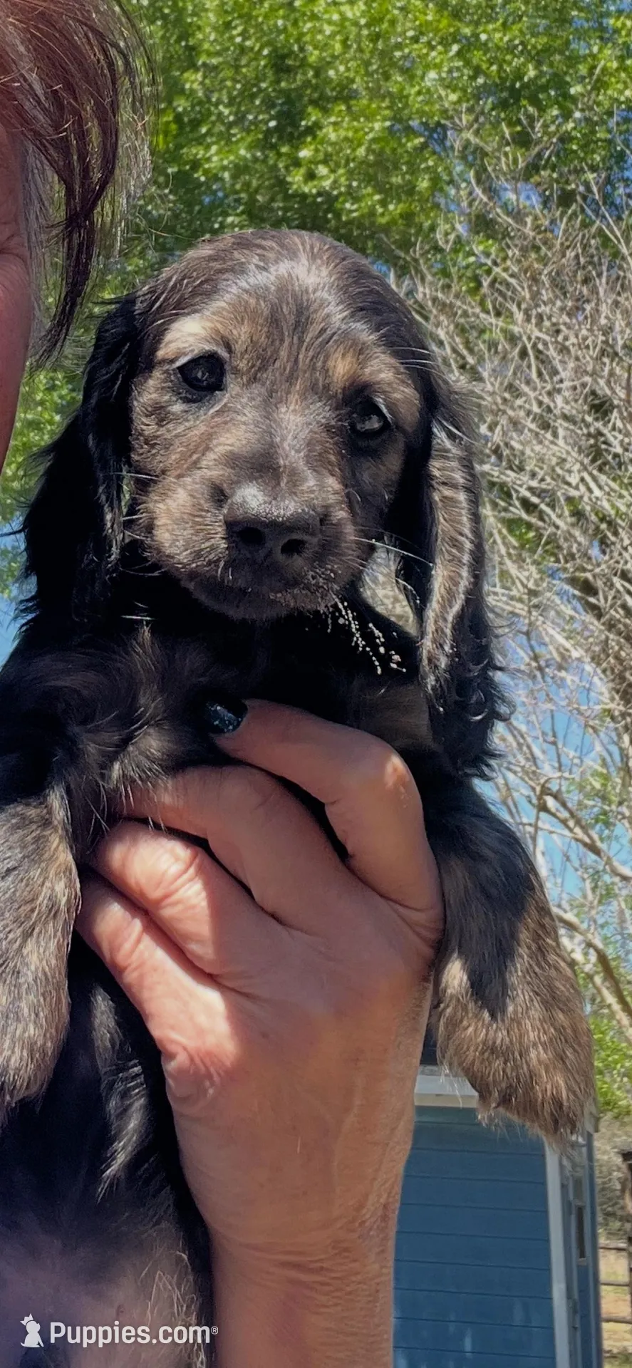 Frankie – Miniature Dachshund puppy for sale in DeLand, FL