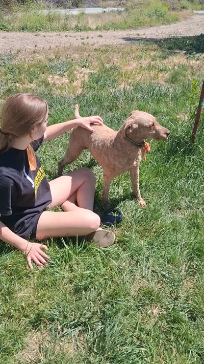 Stud Miniature Poodle Leo, a male Poodle - Miniature  for sale in San Diego, CA – 6 of 6