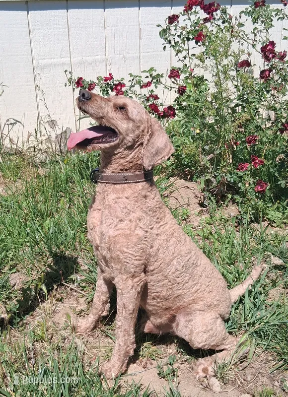 Stud Miniature Poodle Leo – Poodle - Miniature  puppy for sale in San Diego, CA