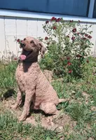 Stud Miniature Poodle Leo, a male Poodle - Miniature  for sale in San Diego, CA – 2 of 6