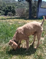 Stud Miniature Poodle Leo, a male Poodle - Miniature  for sale in San Diego, CA – 3 of 6