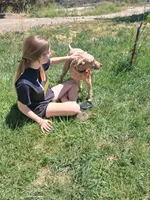 Stud Miniature Poodle Leo, a male Poodle - Miniature  for sale in San Diego, CA – 5 of 6