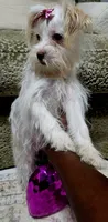 Surgar, a female Yorkshire Terrier for sale in Glennville, GA – 4 of 5