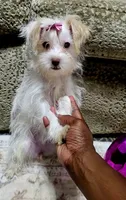 Surgar, a female Yorkshire Terrier for sale in Glennville, GA – 3 of 5