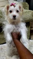 Surgar, a female Yorkshire Terrier for sale in Glennville, GA – 2 of 5