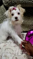 Surgar, a female Yorkshire Terrier for sale in Glennville, GA – 1 of 5