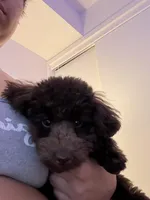 Dallas, a male Poodle - Toy  for sale in Portland, OR – Photo 3 of 8