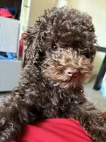 Dallas, a male Poodle - Toy  for sale in Portland, OR – Photo 8 of 8