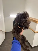 Dallas, a male Poodle - Toy  for sale in Portland, OR – Photo 4 of 8