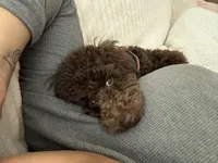 Dallas, a male Poodle - Toy  for sale in Portland, OR – Photo 5 of 8