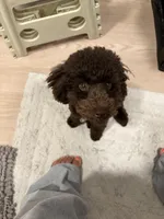 Dallas, a male Poodle - Toy  for sale in Portland, OR – Photo 6 of 8