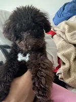 Dallas, a male Poodle - Toy  for sale in Portland, OR – Photo 7 of 8