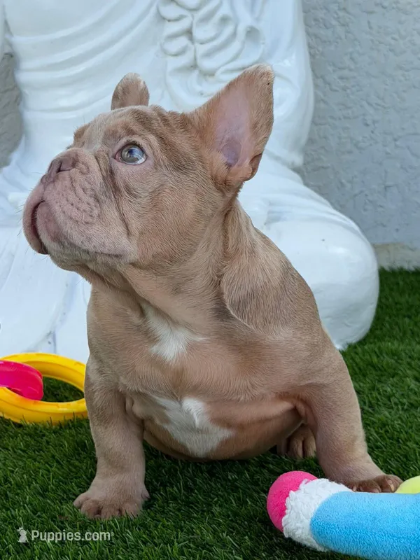 Pedro – French Bulldog puppy for sale in Lehigh Acres, FL