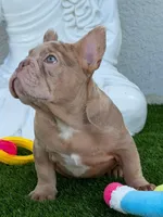Pedro, a male French Bulldog for sale in Lehigh Acres, FL – 1 of 1
