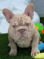 Paco, a male French Bulldog for sale in Lehigh Acres, FL – 1 of 1