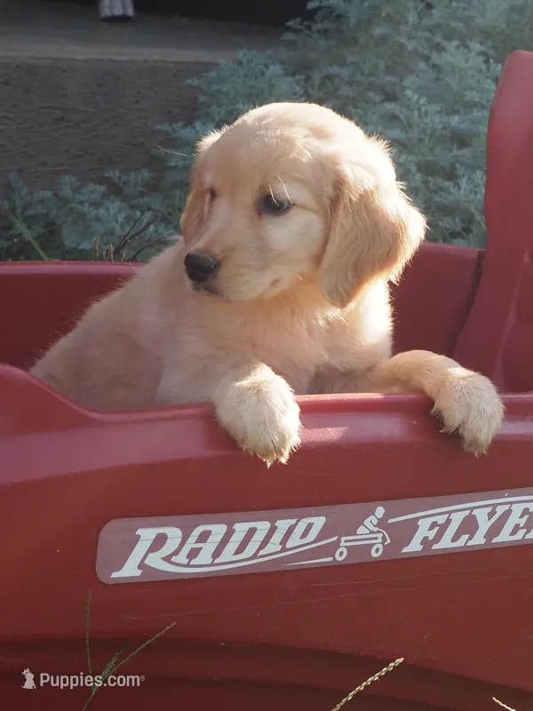 Bo – Golden Retriever puppy for sale in Rocky Mount, VA